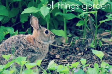 All Things Garden