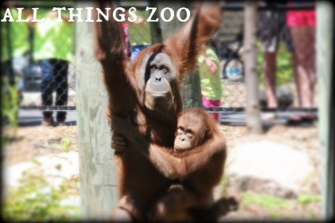 All Things Zoo